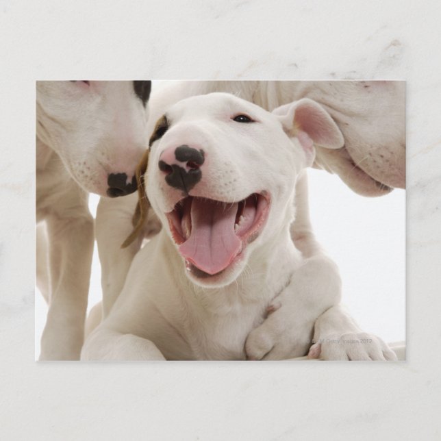 Postal Joyful Bull terriers (Anverso)