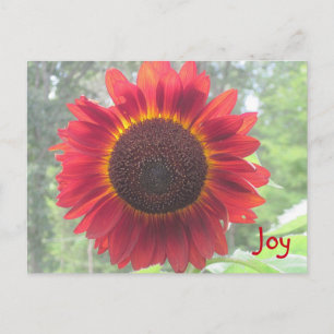 Postal Joyful Rusty Red Sunflower