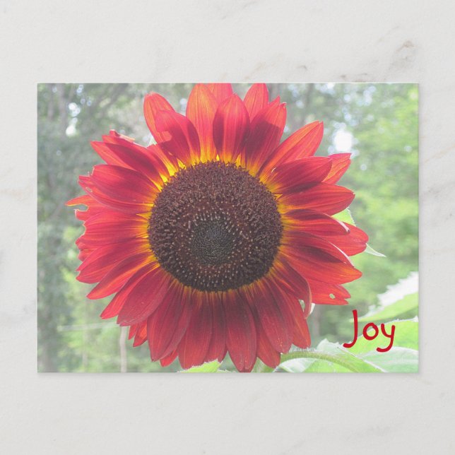 Postal Joyful Rusty Red Sunflower (Anverso)