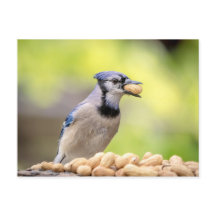 Judía azul con un maní