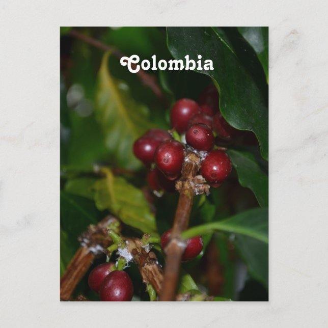 Postal Judías de café colombiano (Anverso)