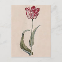 Judith Leyster Tulip Postcard