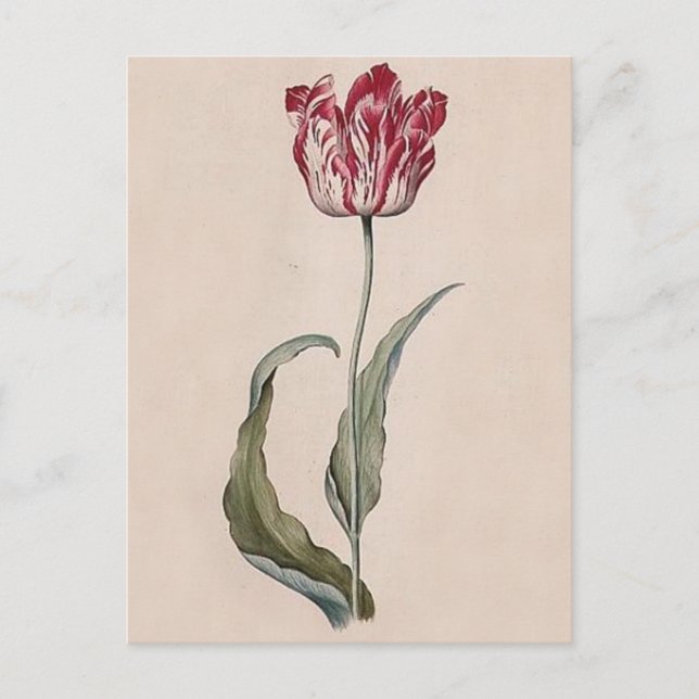 Postal Judith Leyster Tulip Postcard (Anverso)