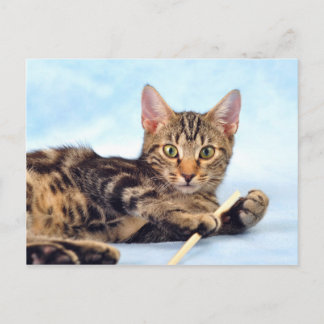 Postal Juego de gatitos de corte