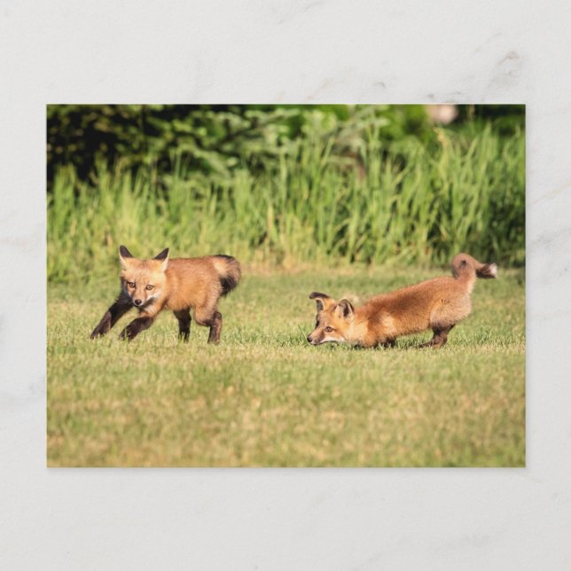 Postal Juego de Red Fox Kits (Anverso)