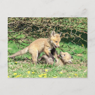 Postal Juego de Red Fox Kits