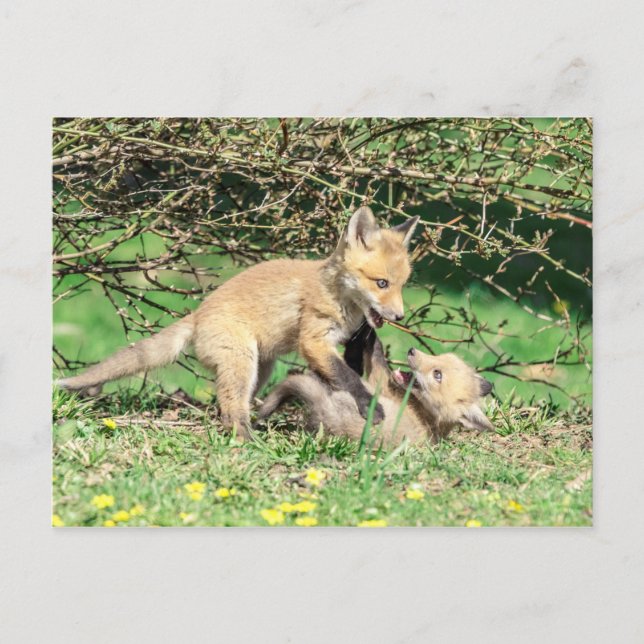 Postal Juego de Red Fox Kits (Anverso)