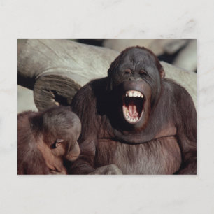 Postal Juego de vida silvestre - Primates 1