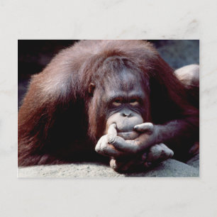Postal Juego de vida silvestre - Primates 10