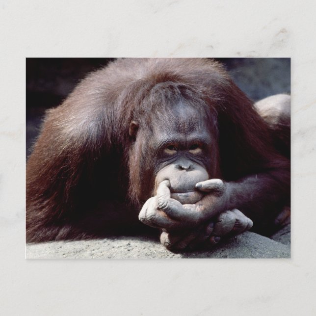 Postal Juego de vida silvestre - Primates 10 (Anverso)