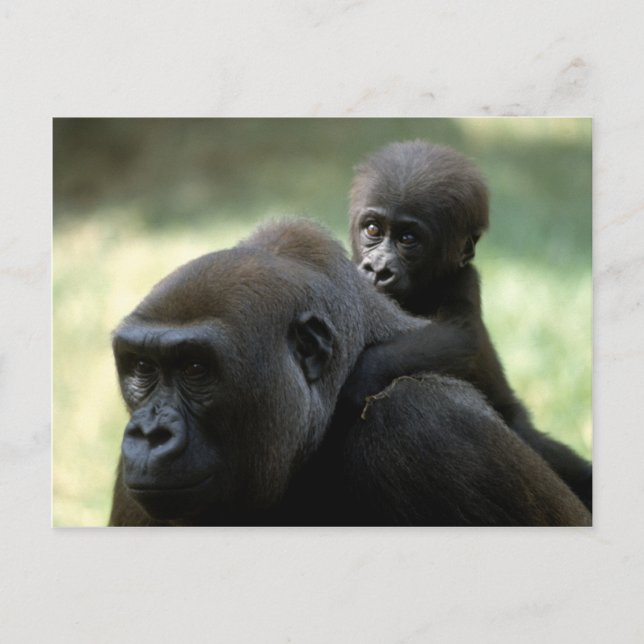 Postal Juego de vida silvestre - Primates 11 (Anverso)