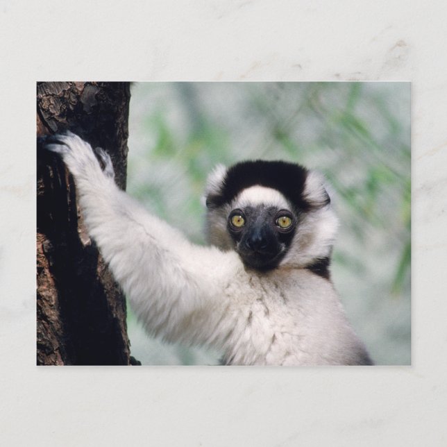 Postal Juego de vida silvestre - Primates 12 (Anverso)