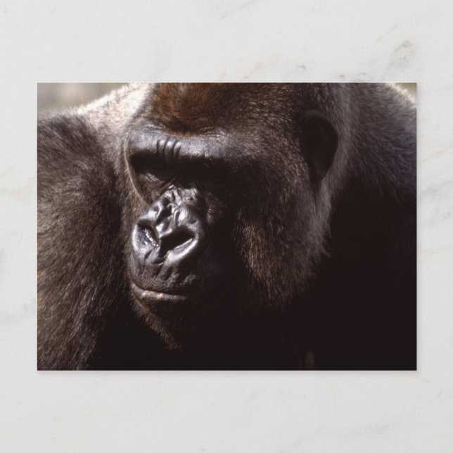 Postal Juego de vida silvestre - Primates 13 (Anverso)