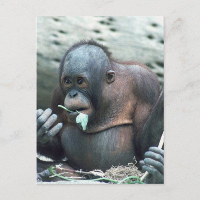 Postal Juego de vida silvestre - Primates 4 (Anverso)