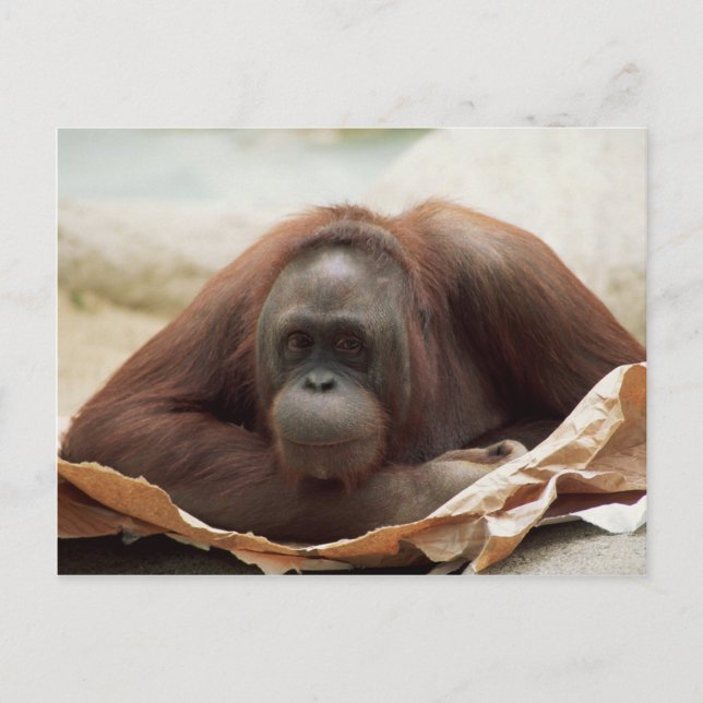 Postal Juego de vida silvestre - Primates 7 (Anverso)