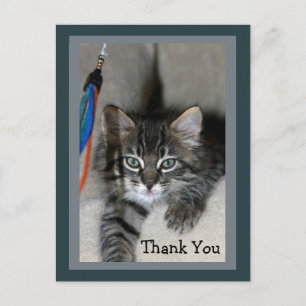 Postal Jugador Gatito Kimber Gracias Postcard