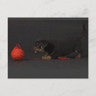 Postal Jugando al Cachorro 3