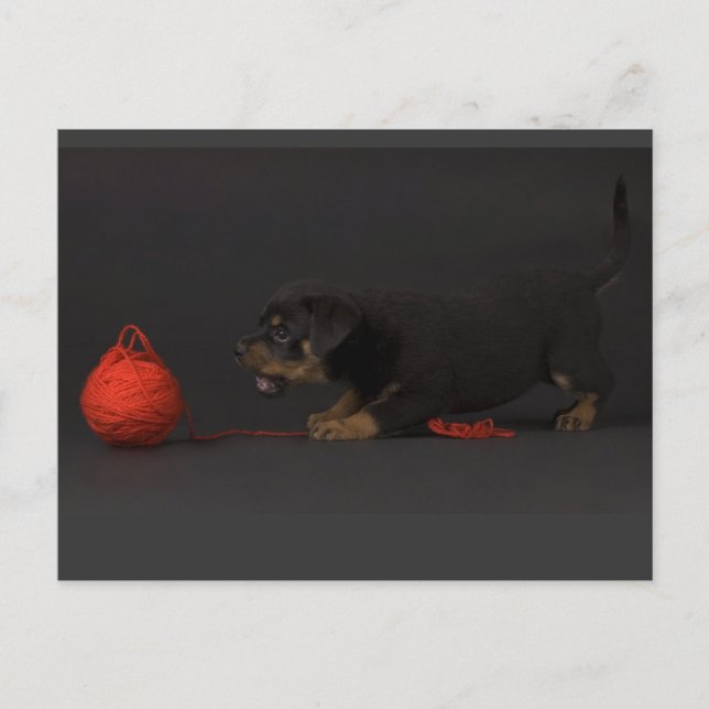 Postal Jugando al Cachorro 3 (Anverso)