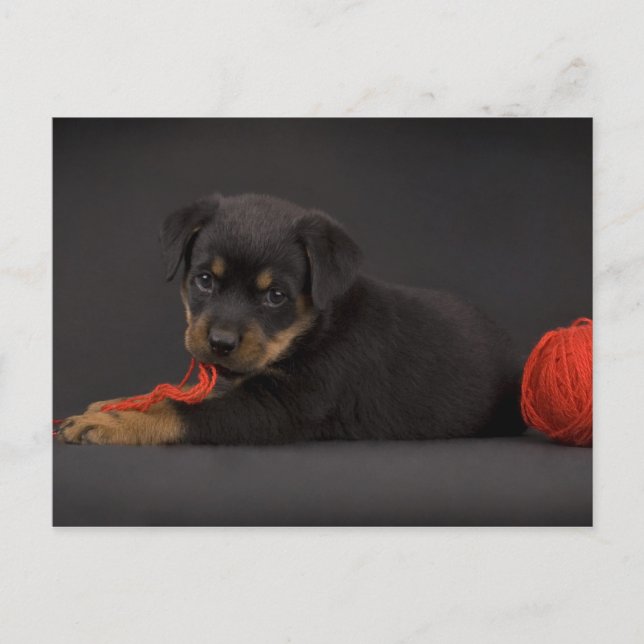 Postal Jugando al Cachorro 5 (Anverso)