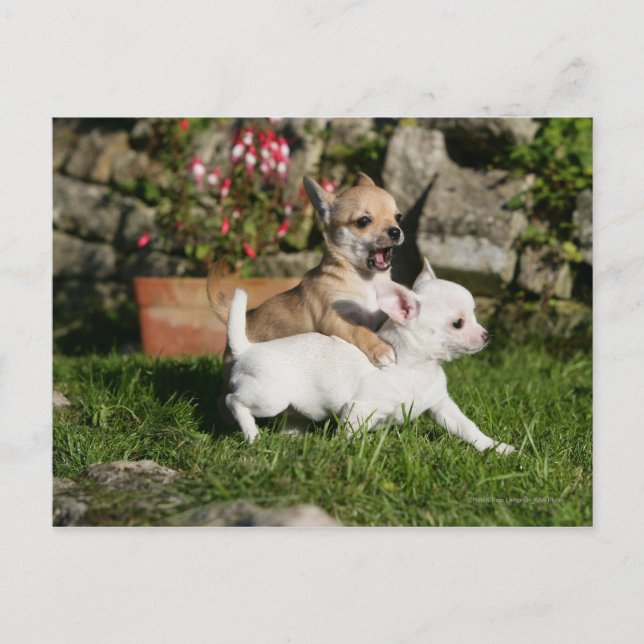 Postal Jugando Chihuahua (Anverso)