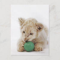 Jugando el cachorro de león blanco (Panthera leo k