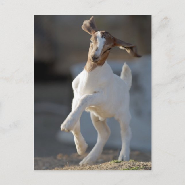 Postal Jugando Kid Goat (Anverso)