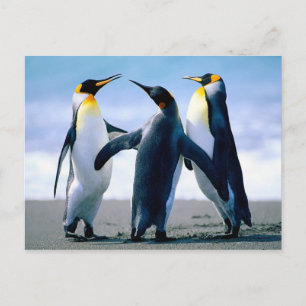 Postal Jugando pingüinos