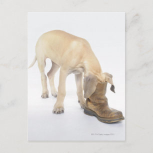 Postal jugar, amigable, curiosidad