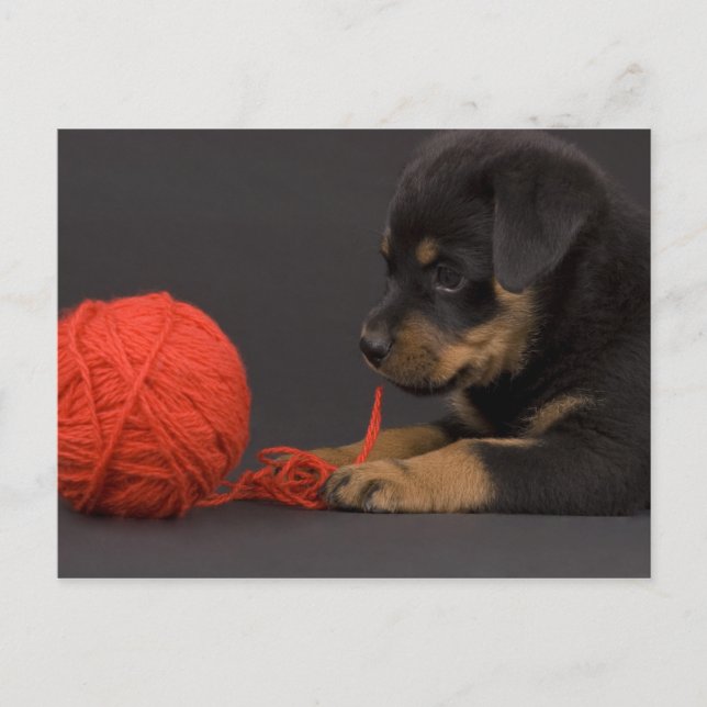 Postal Jugar el perrito 6 (Anverso)