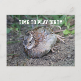 Postal Jugar sucio, Bob White Quail tomando un baño sucio