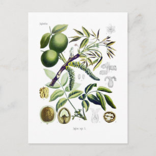 Postal Juglans regia (nogal)