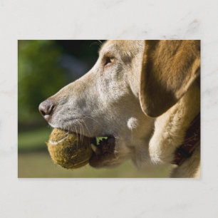 Postal Juguemos a la pelota