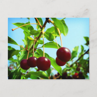 Postal Juguetes de cerezas rojas de verano