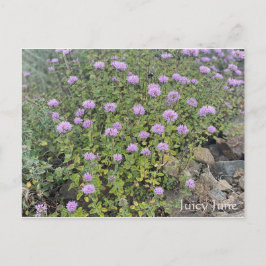 Postal Juicy June