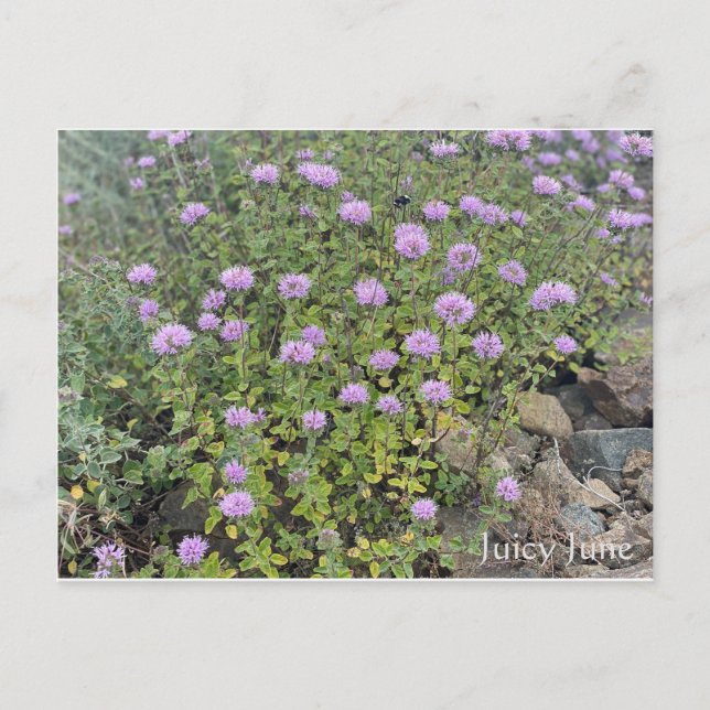 Postal Juicy June (Anverso)