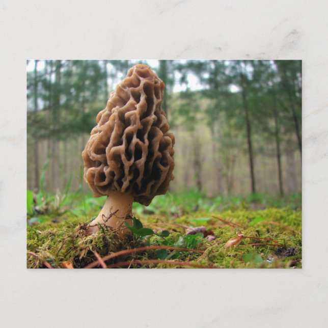 Postal Juicy Morels