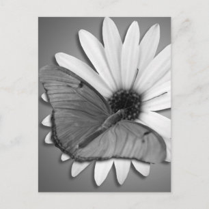 Postal Julia Butterfly sobre Daisy