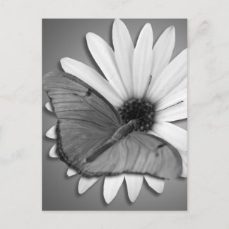 Postal Julia Butterfly sobre Daisy