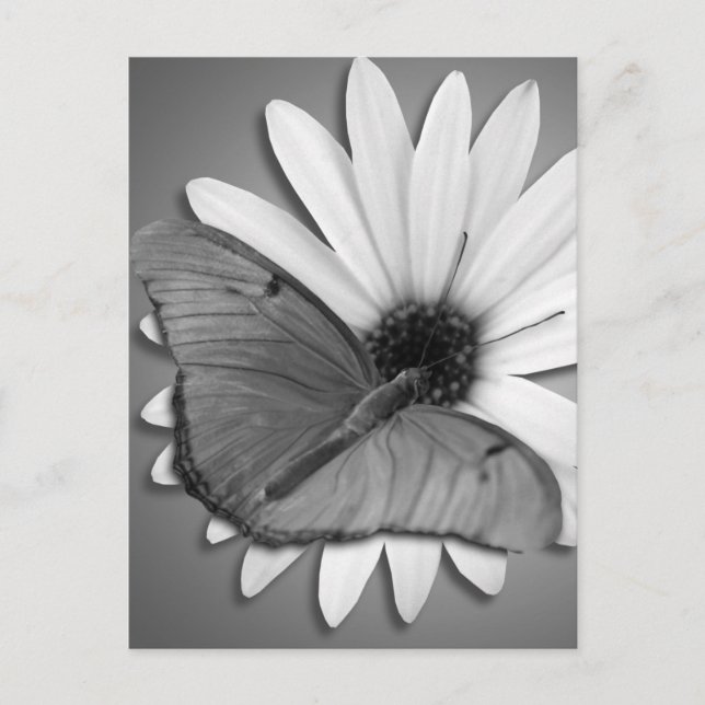 Postal Julia Butterfly sobre Daisy (Anverso)