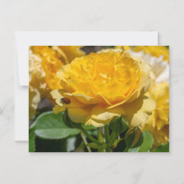 Postal Julia Child Rosa