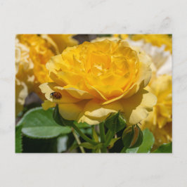 Postal Julia Child Rosa