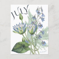 Julio Mes Flores Larkspur Agua Lily Fancy