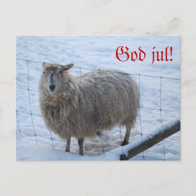 Postal Julkort - Fåret Fjun (Anverso)