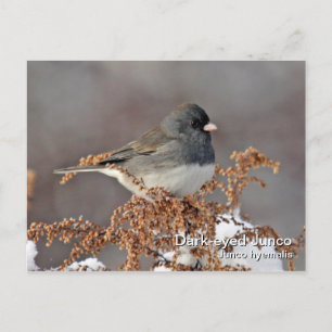 Postal Junco de ojos oscuros