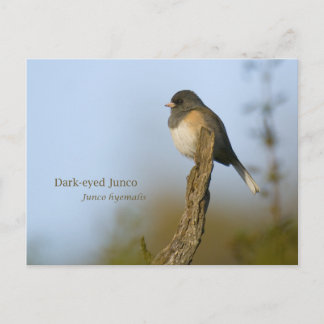 Postal Junco de ojos oscuros