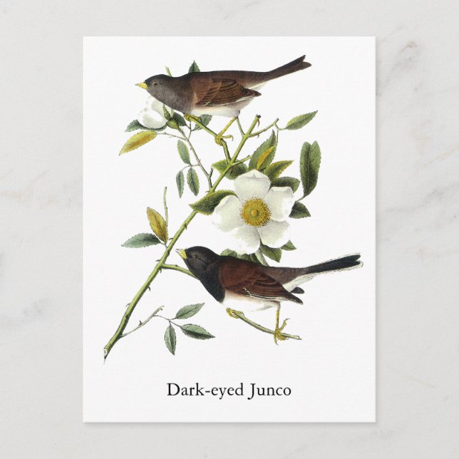 Postal Junco de ojos oscuros - John James Audubon (Anverso)