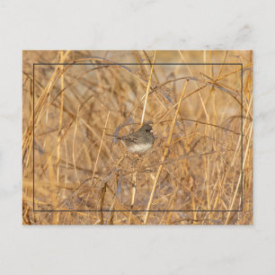Postal Junco En Icy Grass