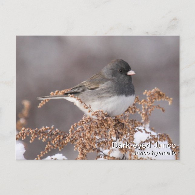 Postal Junco Oscuro-observado (Anverso)