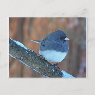 Postal Junco Sparrow oscuro