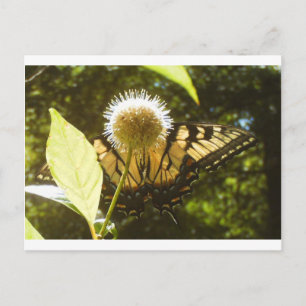 Postal June Monarch Post Card